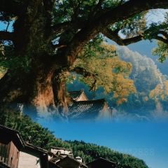 外婆灯盏盘 User Photo