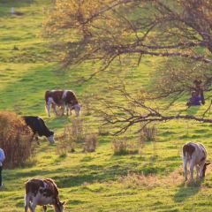 额尔古纳奇乾乡二黑农家院 User Photo