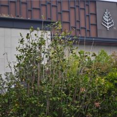 蘇州四季飯店·瓏廊張用戶圖片