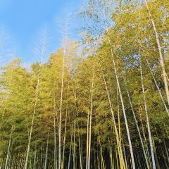 小三毛流浪处明清酒家(南北湖风景区店) User Photo