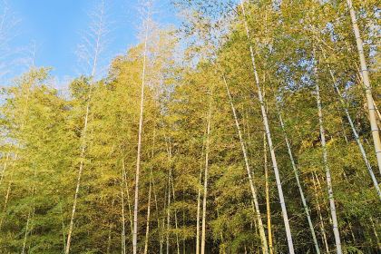 小三毛流浪处明清酒家(南北湖风景区店)