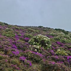 Zhan yi gong shi la zi Chicken (zhan yi) User Photo