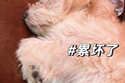 鸿馥养生豆浆鸡火锅(弥勒店)