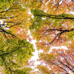 A MUSHROOM User Photo