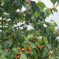 马帮寨院坝火锅(新津店) User Photo