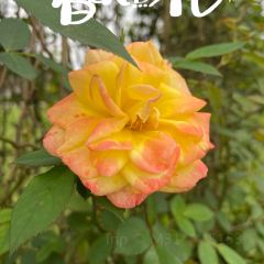 龙南玫花渡酒店·玫完玫了 User Photo