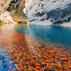 花开麦饼屋 ảnh của người dùng