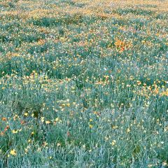 禾木老村山庄 User Photo