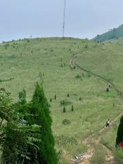 Golden Prairie in Yanshi City