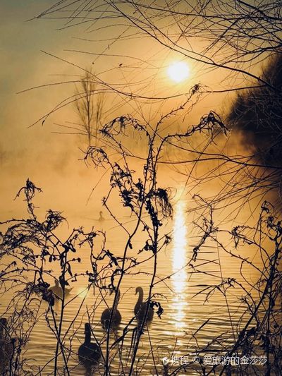 Xinjiang Swan Lake