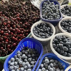 小石桥鸽子老三 User Photo