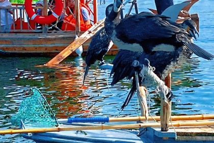 Baiyangdianyufudunza Fish