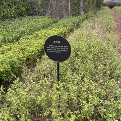 龍鳳麵館張用戶圖片