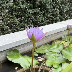 One Step Garden（Anhe Garden） User Photo