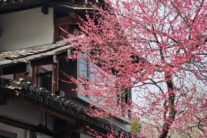 桃咖啡館