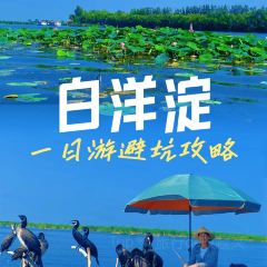 Baiyangdianyufudunza Fish User Photo