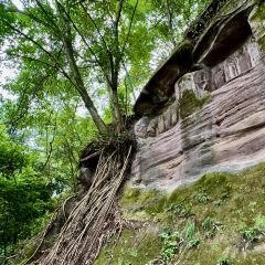 中国柠檬小镇 User Photo