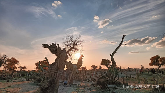 Yili Resource Desert Woodwood Forest