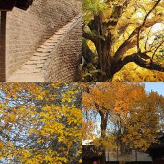 Mr chai Noodle User Photo