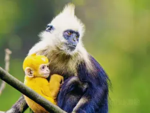Guangxi Chongzuo White-Headed Langur National Nature Reserve