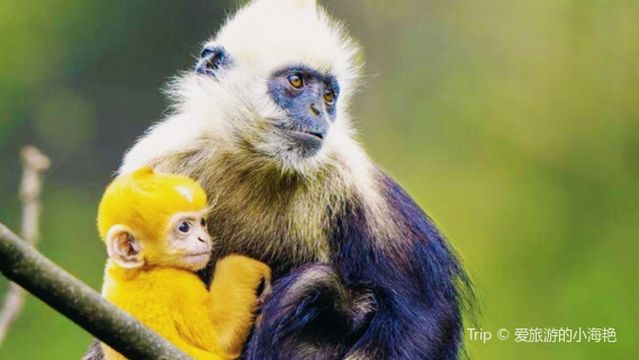 Guangxi Chongzuo White-Headed Langur National Nature Reserve