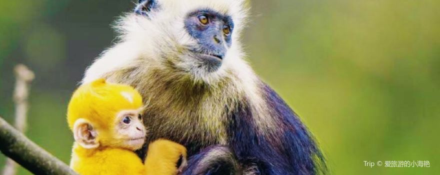 Guangxi Chongzuo White-Headed Langur National Nature Reserve