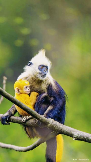 Guangxi Chongzuo White-Headed Langur National Nature Reserve