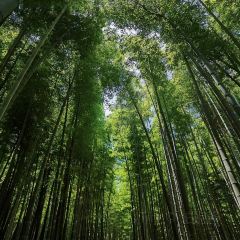 清雅茶苑(山湾里店) User Photo