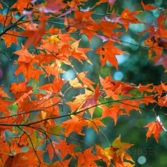 XIA NAN WA BAO JI User Photo