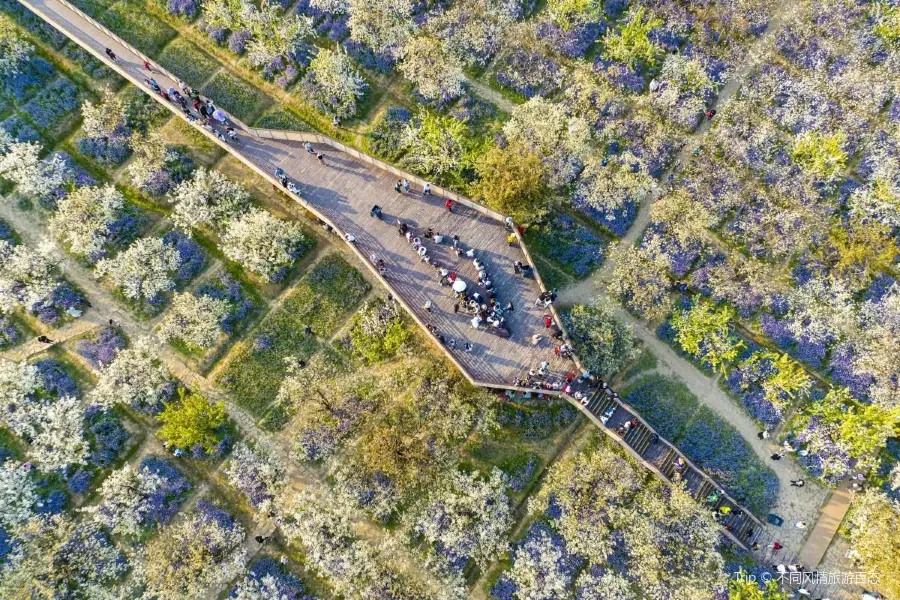 Observation Deck, Pear Blossom and Orchid Feast