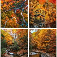 南江黄羊汤锅城 User Photo