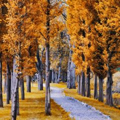 A MUSHROOM User Photo