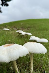 M327970**** 東莞觀瀾湖度假飯店優惠