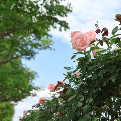 云间花境餐厅 User Photo