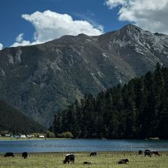 TIBETAN BAZHEN STORE User Photo