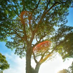 Dusk @ Mount Faber Peak User Photo