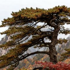 秀嫂挞粿 User Photo