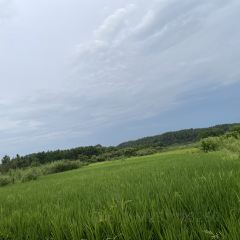 桃花早餐店張用戶圖片