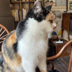 甜豆集 User Photo