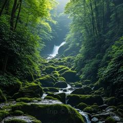 ZHENG XI WANG User Photo