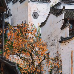 YEXIWANGSHAGUO User Photo