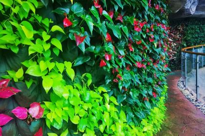 星巴克(華茂店)