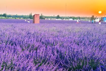 点将台星空营地(博乐赛里木湖店)·自助餐厅