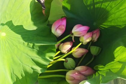 白洋淀望月岛5号院