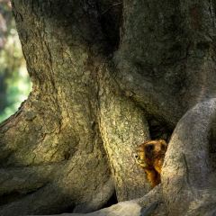 Shagou (miaopude) bishushanzhuang User Photo