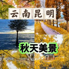 A MUSHROOM User Photo