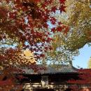 Huanyoushijiedeshenxiaojie