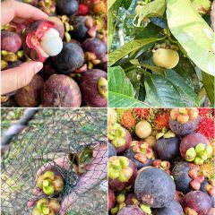 Dusun Tok Wak Desa, User Photo