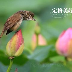 Yijunge (weiduoliya) User Photo