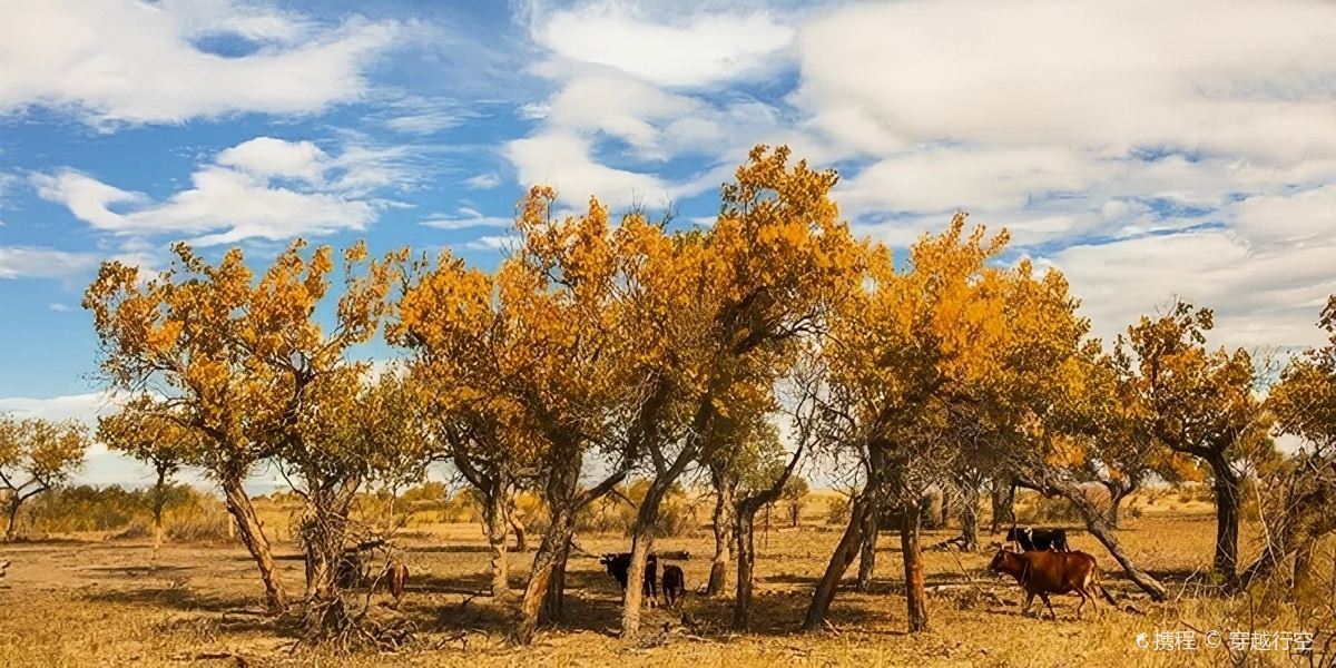 Haloxylon Forest of Ganjia Lake